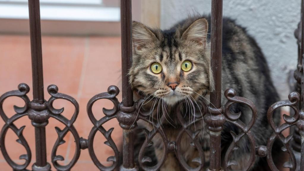 Imagen de archivo de un gato.