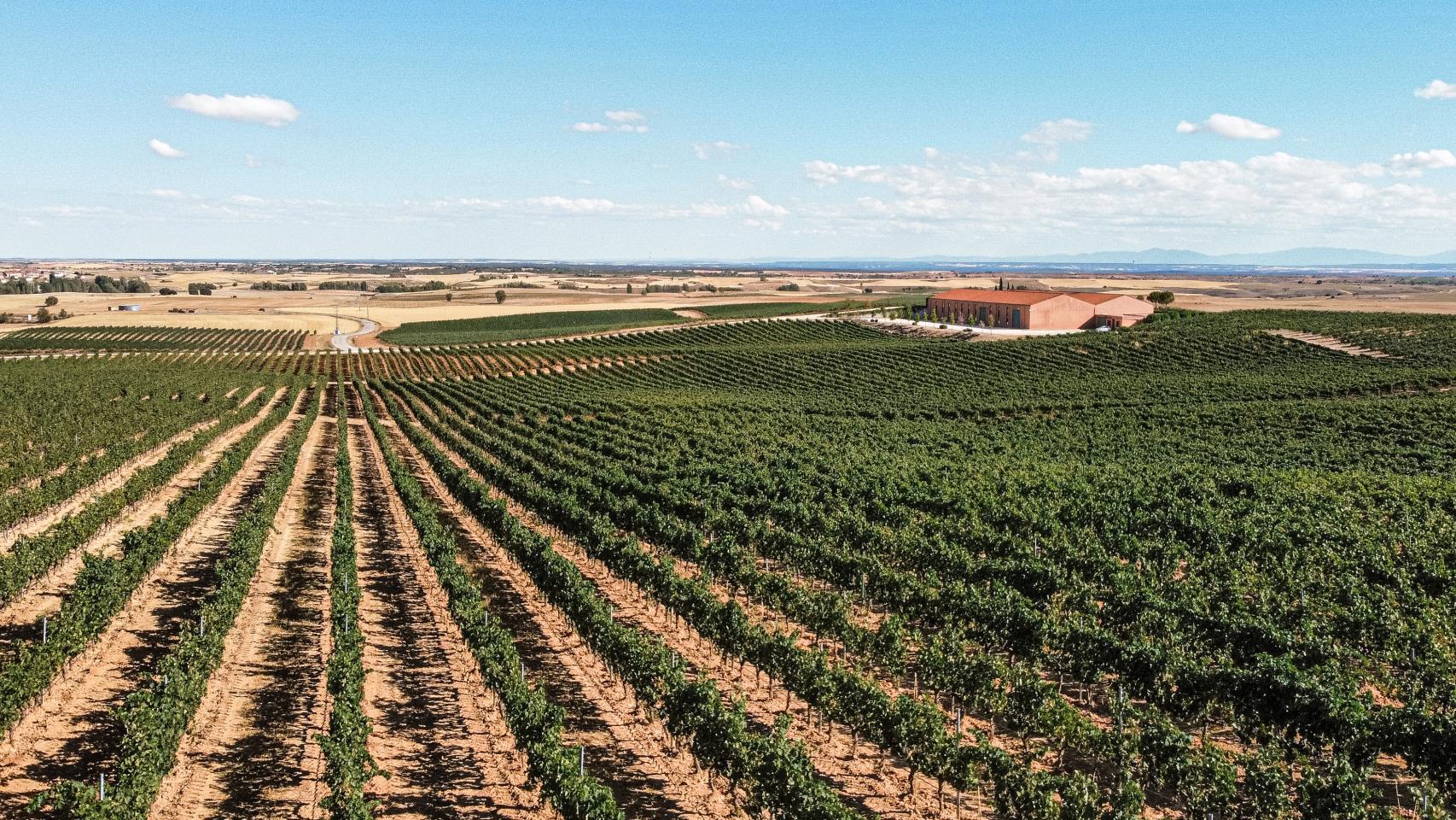 Así es como se prepara una gran bodega para la vendimia