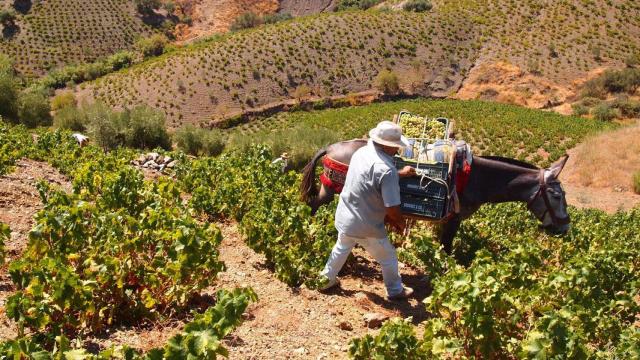 Imagen de archivo de la vendimia de la uva pasa en la Axarquía.