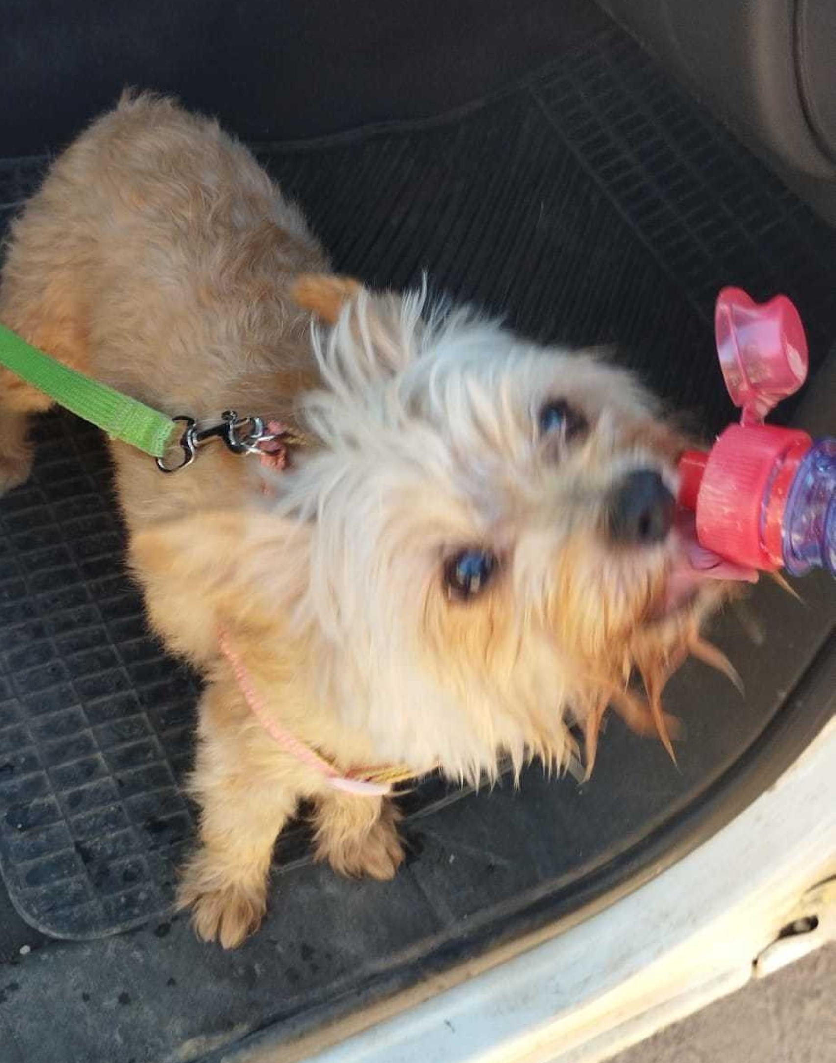 Otro de los perros rescatados.