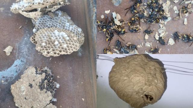 Apispero retirado en Villabrázaro