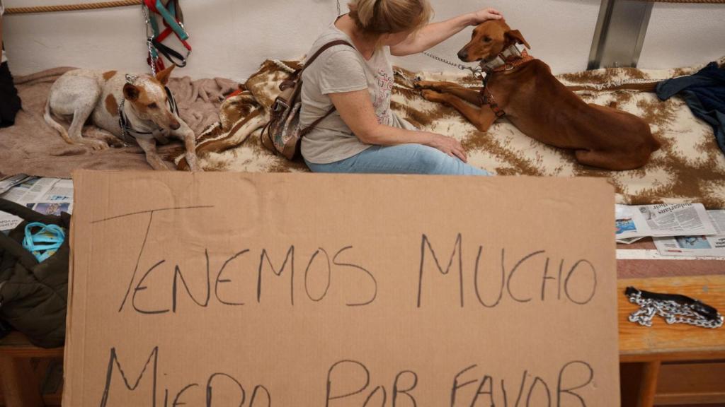 Un centenar de perros, del albergue de ADEPAC de Ravelo, en el municipio tinerfeño de El Sauzal, han sido realojados en un polideportivo del municipio a consecuencia del incendio forestal que afecta a varios municipios de la isla.