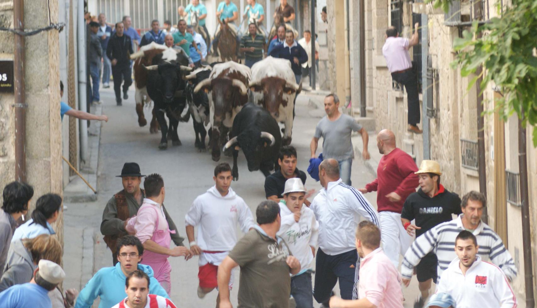 Un encierro tradicional de novillos en Aldeadávila de la Ribera