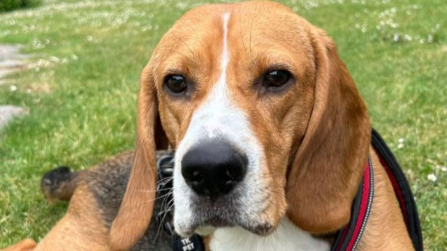 Aparece Toby, el perro herido tras un atropello en Vioño en A Coruña