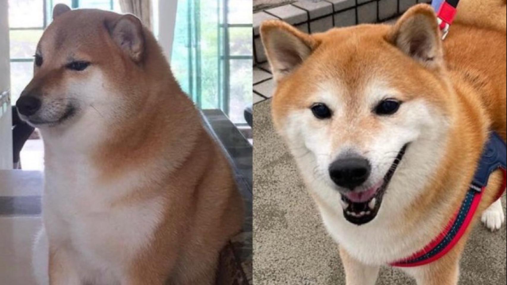 Cheems, el perro más famoso de internet