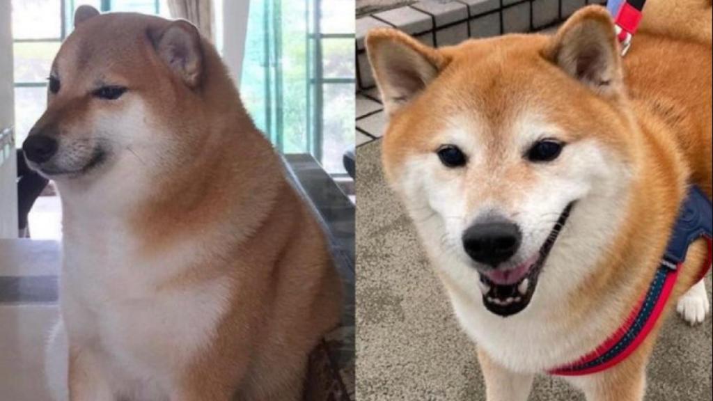 Cheems, el perro más famoso de internet