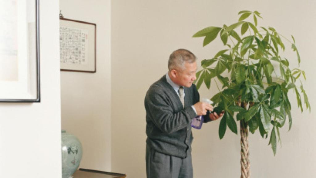 El árbol del dinero chino es popular  por su importancia en el 'feng shui' como símbolo de riqueza.
