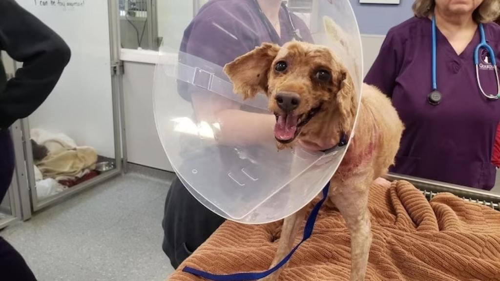 Imagen del perro con el pelo cortado.