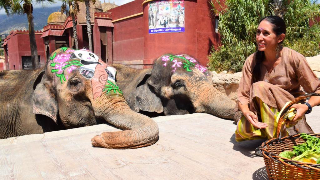 La elefanta 'Petita', en el festival Holi de 2022 en Terra Natura Benidorm.