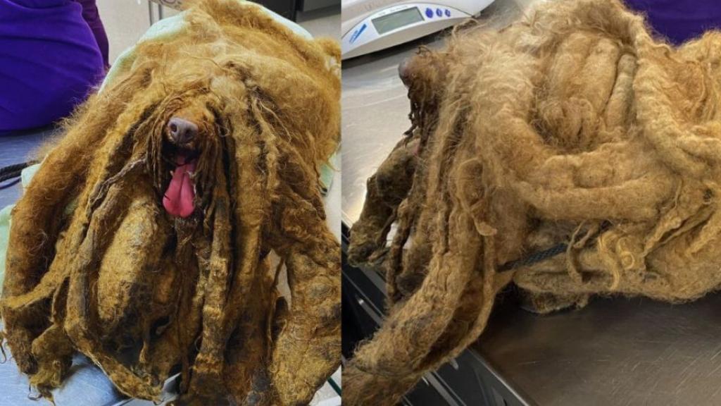 Imagen del perro rescatado.