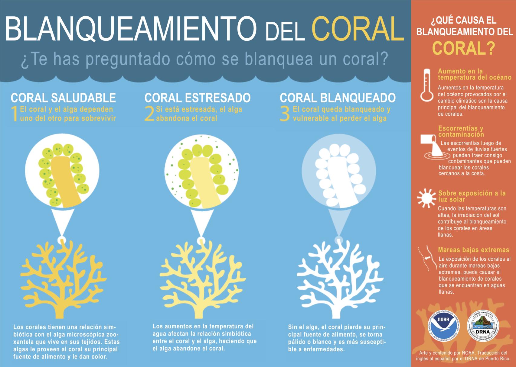 Cómo se blanquea un coral.