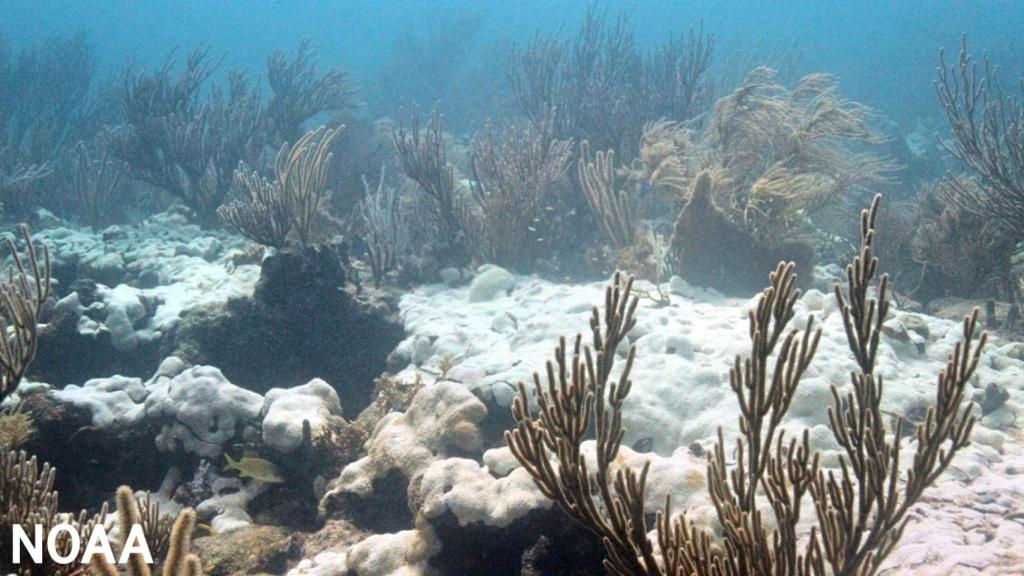 Blanqueamiento extenso del coral blando Palythoa caribaeorum en Emerald Reef, Key Biscayne, Florida.