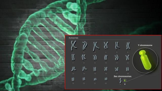 Secuencian el cromosoma Y por primera vez: el hito científico que completa el genoma humano