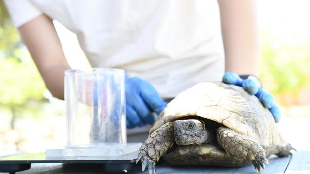 Naturgy y FIEB impulsan un centro para la recuperación de fauna salvaje en Castilla-La Mancha