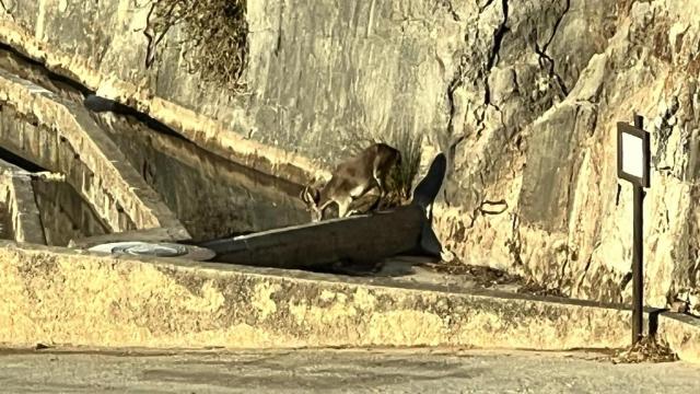 Una cabra en uno de los bebederos.