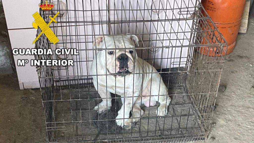 Bulldog encontrado