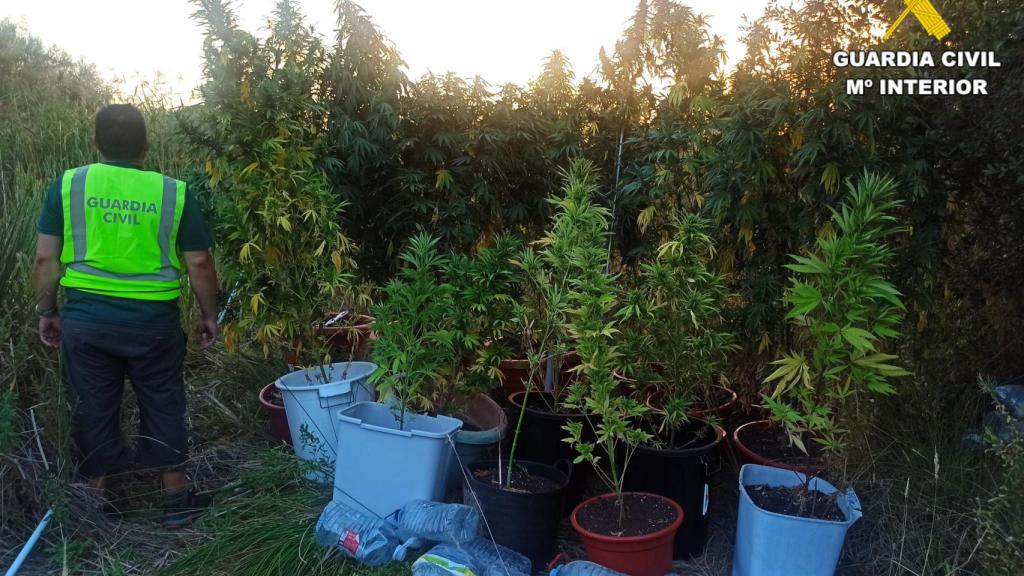 Cultivo de marihuana en Grijota