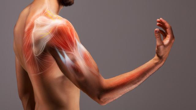 Imagen de archivo de una ilustración del cuerpo humano masculino.