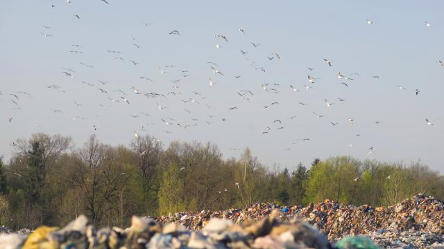 Imagen de una bandada de gaviotas y cigüeñas volando sobre un vertedero.