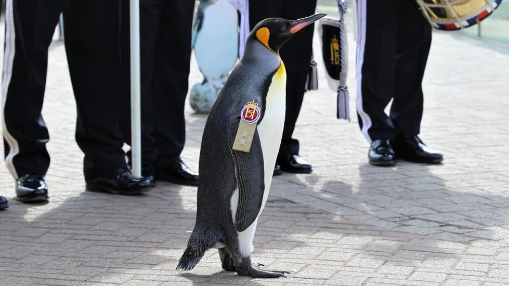 El pingüino Sir Nils Olav II, general y Jefe de la Guardia Real de Noruega.
