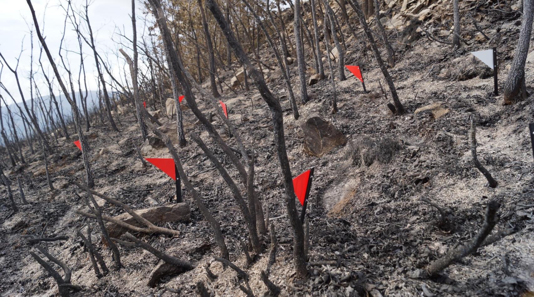 Los banderines de los investigadores en una zona calcinada por el fuego.
