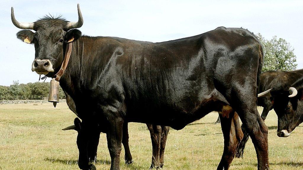 Raza bovina sayaguesa