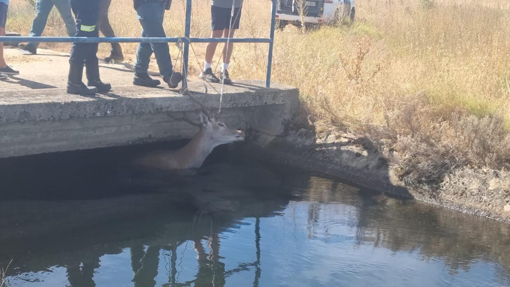 Los Bomberos de Benavente rescatando un ciervo