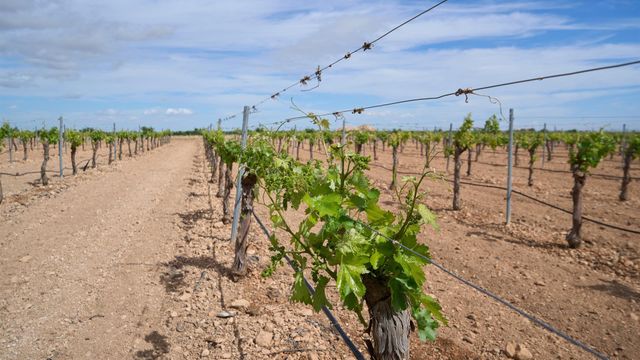 Los viticultores de Castilla-La Mancha, preocupados por los precios: No se ajustan a la realidad