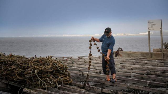 Un mejillonero trabajando en una batea