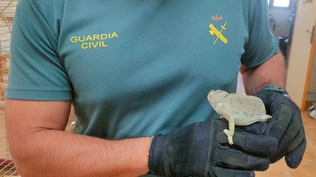 La Guardia Civil encuentra un camaleón. Foto: Twitter @guardiacivil_ab.