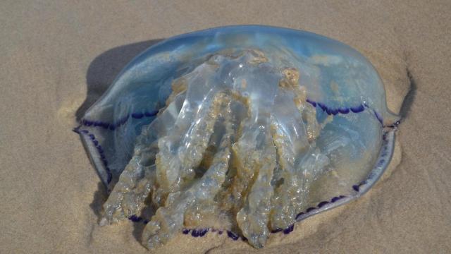 Imagen de archivo de una medusa