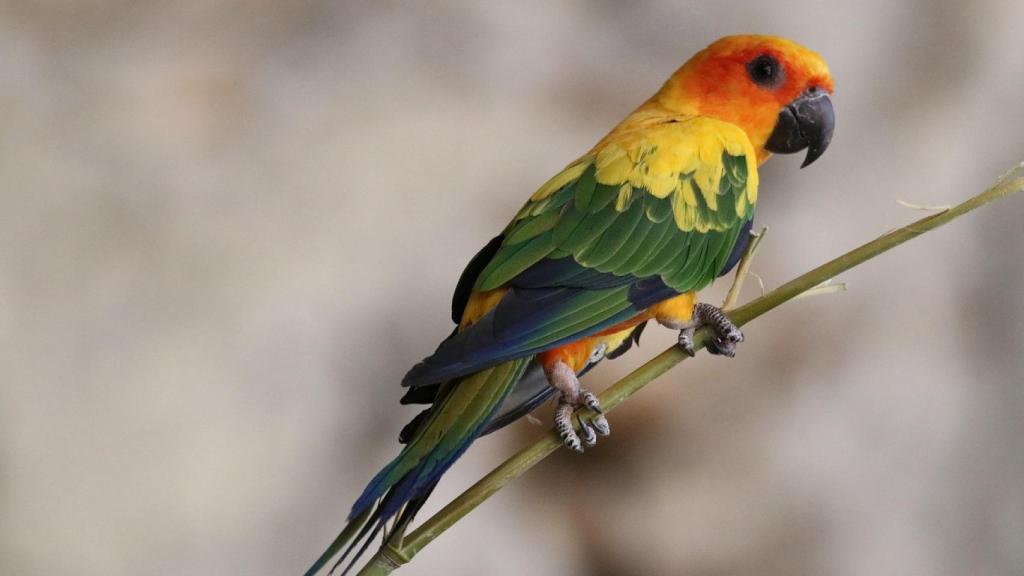 Especie de pájaro de la zona de la Guayana Francesa.