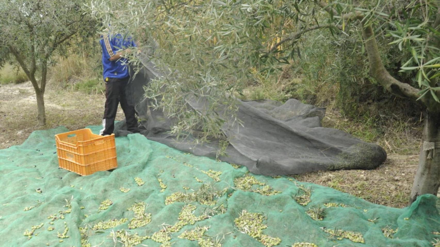 Un operario recoge la oliva.