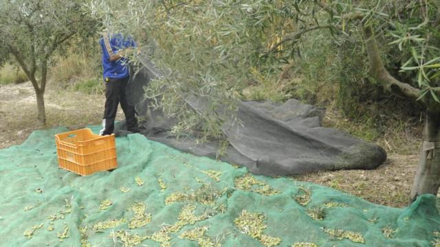 Un operario recoge la oliva.