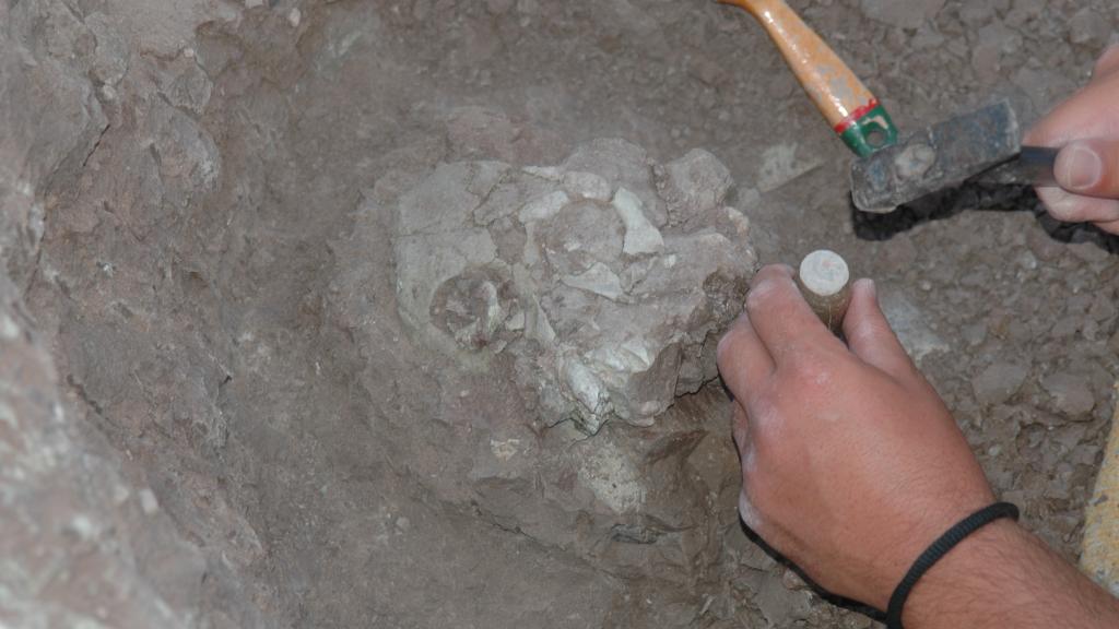 Excavación del fósil del Anadoluvius turkae, un cráneo parcial bastante bien conservado y descubierto al norte de Turquía. Foto: Ayla Sevim-Erol