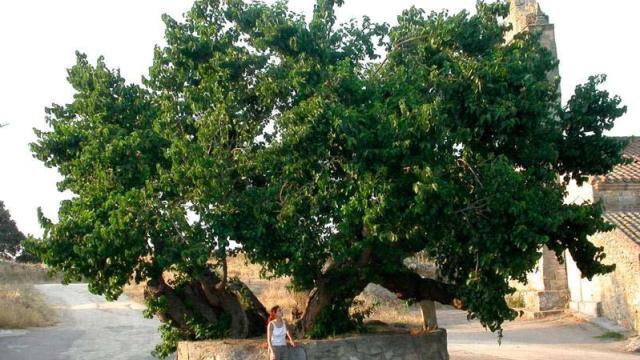 El moral de San Pelayo, el más antiguo de España