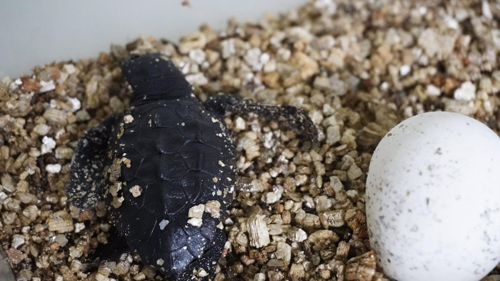 Una de las tortugas.