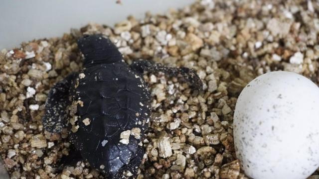 Una de las tortugas.