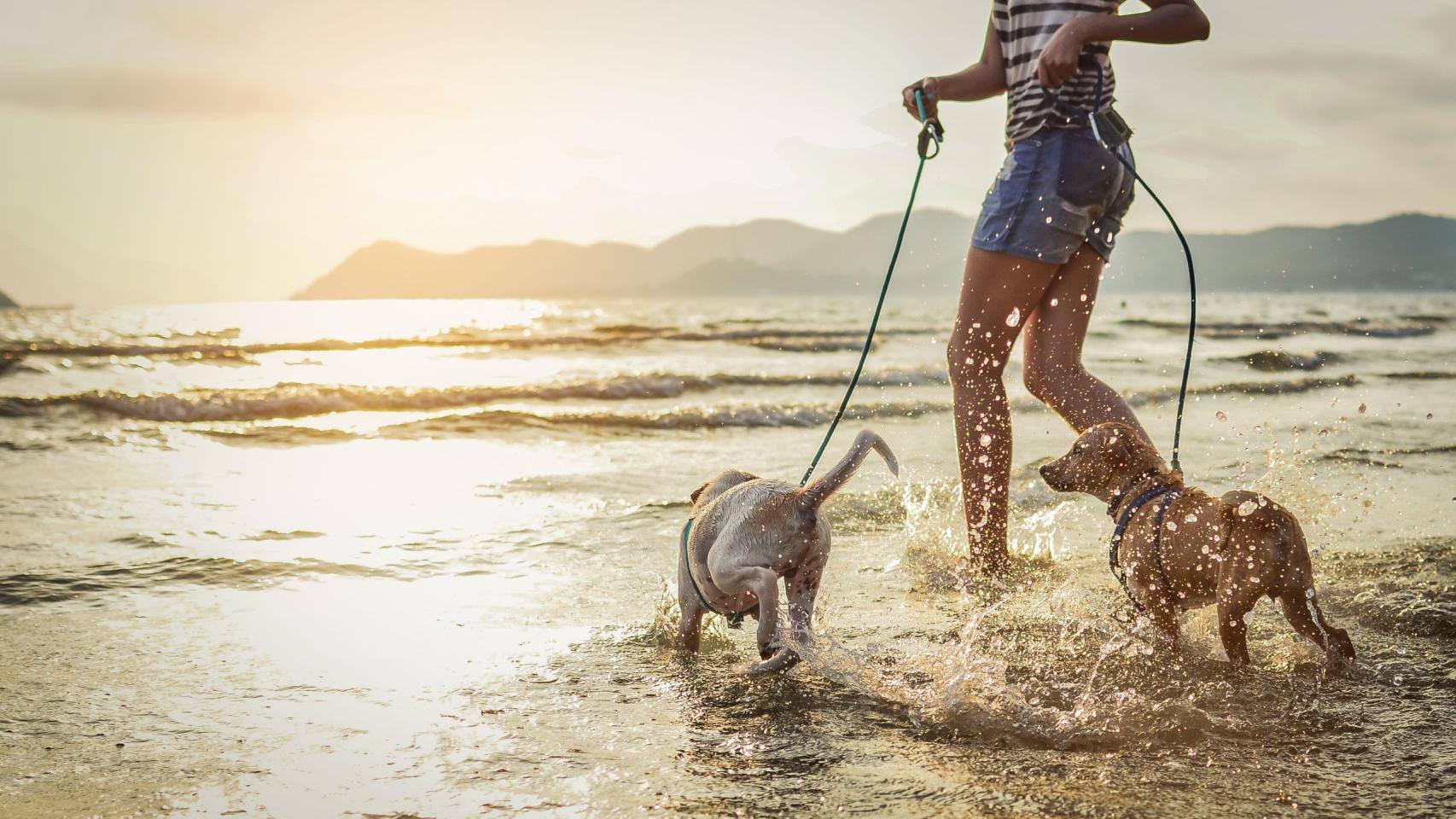 Dos perros disfrutan con su dueña en una playa.