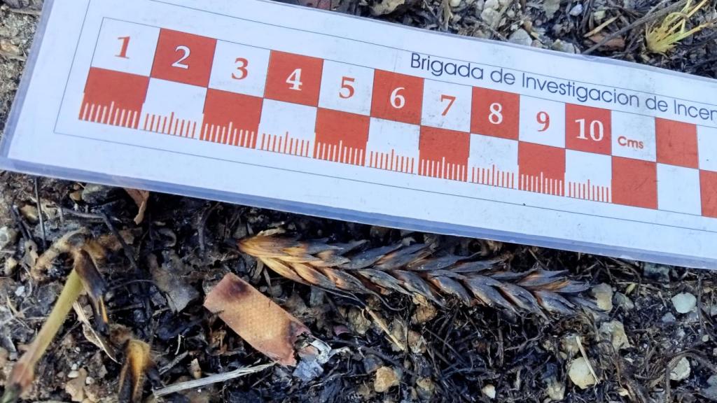 Colilla que dio origen al incendio de Fonfría