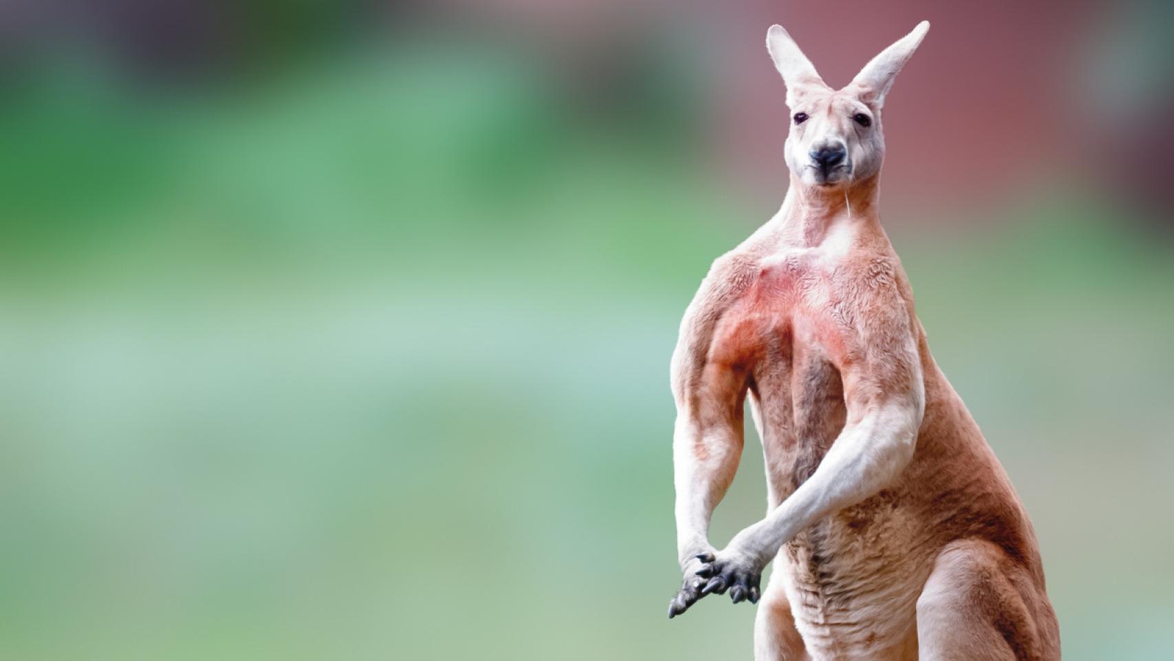 Imagen de archivo de un musculoso canguro.