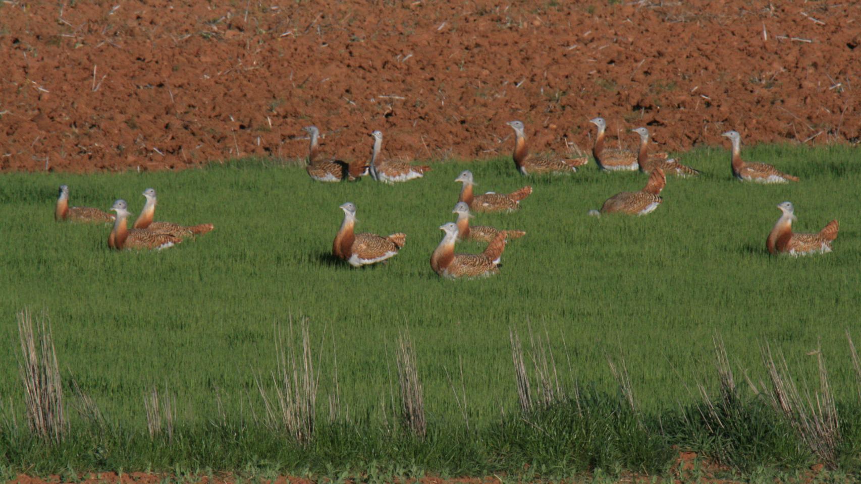 Avutardas
