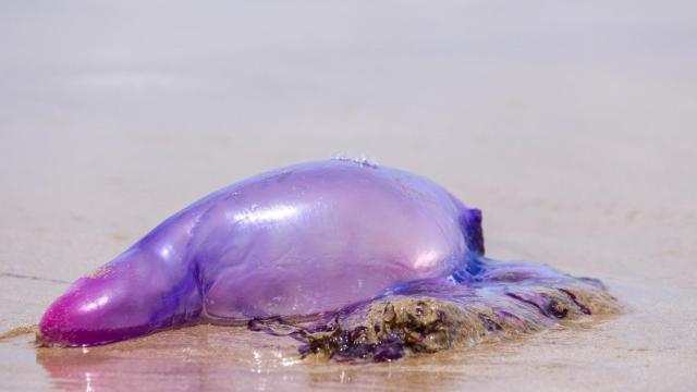 Una carabela portuguesa en una foto de archivo.