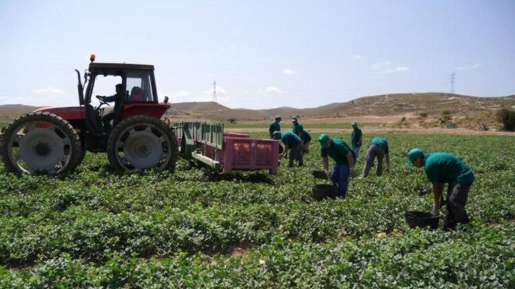 Un grupo de jornaleros recogiendo melones en el Campo de Cartagena.