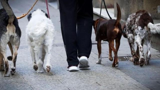 Una persona paseando a varios perros por la calle.