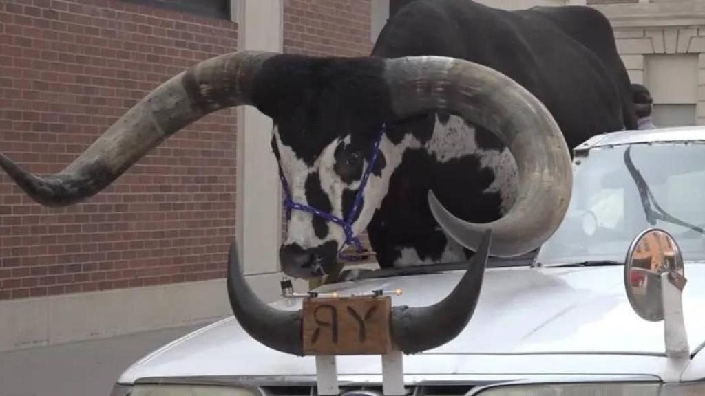 Imagen del toro Watusi con el que circulaba el individuo.