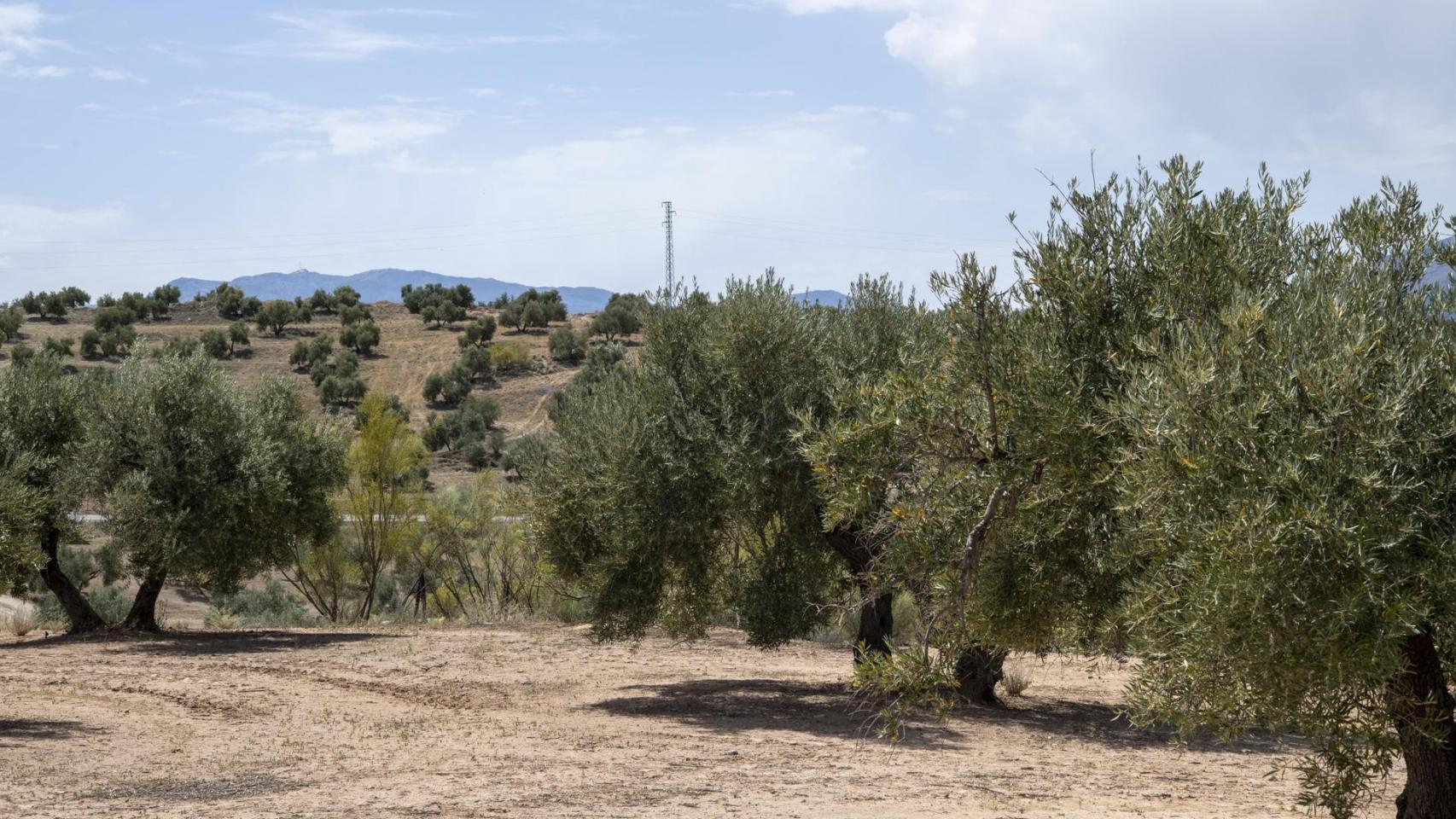 Olivares de Jaén.