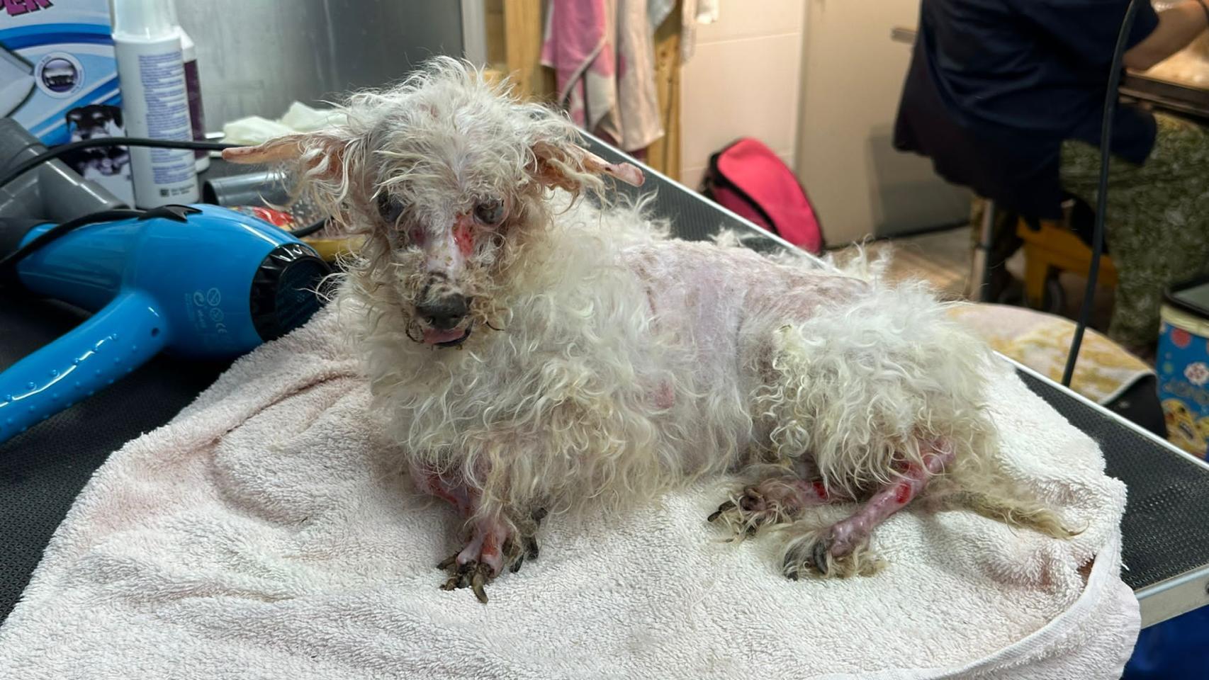 Estado de uno de los perros abandonados en San Vicente.