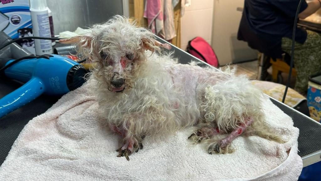 Estado de uno de los perros abandonados en San Vicente.