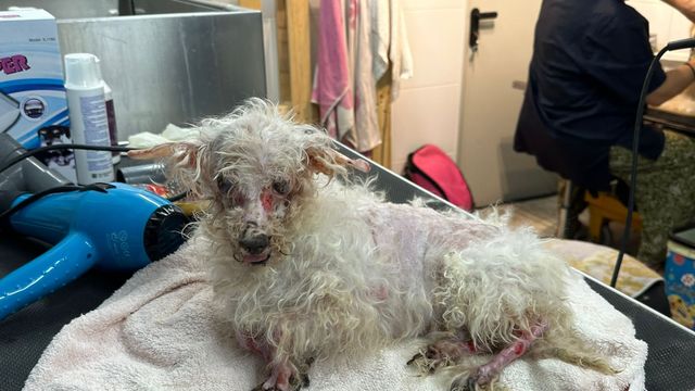 Estado de uno de los perros abandonados en San Vicente.